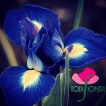 - Hotel Fonte Cesia - Todi Fiorita -