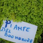 Todi fiorita - Todi fiorita 2019