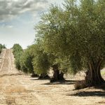 strada olio dop umbria